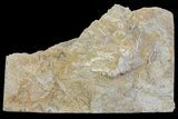 Fossil Cymbiocrinus Crinoid in Rock - Alabama #69055-1
